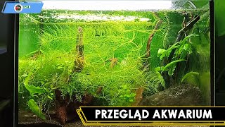 Przegląd Akwarium 15L [upl. by Sallyanne]