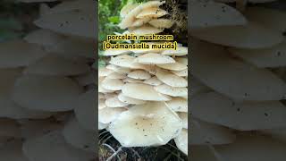 porcelain mushroom Oudemansiella mucidmushroom [upl. by Baggs]