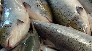 Swedish salmon sellers ignore EU ban over dioxins [upl. by Czarra458]