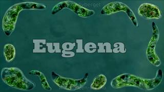 Euglena Under a Microscope  Eukaryota [upl. by Lyontine]