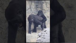 adorable gorilla brotherly love 😍🤣 gorillatag 金剛猩猩 台北市立動物園 shorts [upl. by Gerda265]