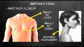 Semiologia médica pulmonar  Parte1 [upl. by Brawner]