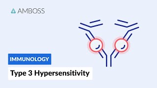 Immune ComplexMediated Hypersensitivity Type III Hypersensitivity Reaction [upl. by Atnoved]