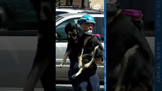 ANIMAL RESCUE Dogs reunite with owners after devastating fire in DC [upl. by Wilson]