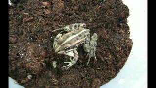 Frog versus Epomis beetle larva [upl. by Orth]