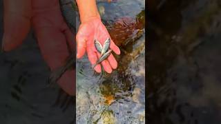 Unique FISHING fishing fish fishcatching fishingvideo ytshorts youtubeshorts viralshorts [upl. by Charin]