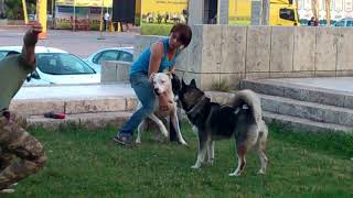 Dogo argentino saldirisi vol 1 [upl. by Aliahs219]