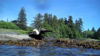 Snorkel Alaska Mt Point Snorkeling Adventure Ketchikan Alaska [upl. by Lezned618]