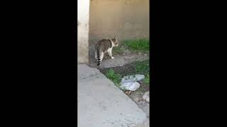 Very Cute Cat Walking Alone🤩FunnyCatWhos That CatPetLoverFamilyCatHammyandoliviaCuteAnimalsNat [upl. by Tyler]