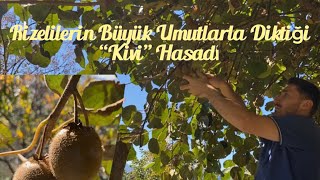 Rizelilerin Büyük Umutlarla Diktiği “Kivi “ Hasadı [upl. by Kerad]