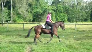 Standardbred under saddle [upl. by Gristede30]