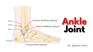 Ankle Joint Talocruraljoint [upl. by Ibrab593]