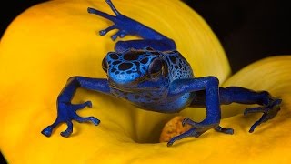 MGTOW Of Chameleons and Poison Dart Frogs [upl. by Zorine]