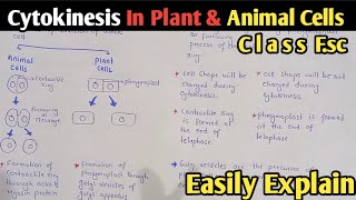 Cytokinesis In Plant And Animal Cells  Phragmoplast  Class 12 Biology [upl. by Athena]