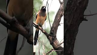 Rufous treepie bird callbirds nature [upl. by Ramso]