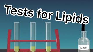 Qualitative Tests for Lipids [upl. by Artinahs904]