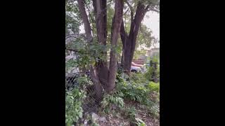 Trees rupturing sewer pipes causing major plumbing issues 91324 [upl. by Winter841]