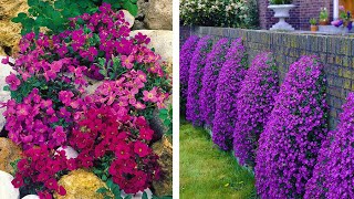 How to Plant Aubrieta Spring Garden Guide [upl. by Durrej96]