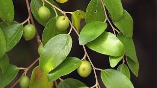 Ber tree Ziziphus mauritiana Indian jujubeIndian plum [upl. by Atonsah]