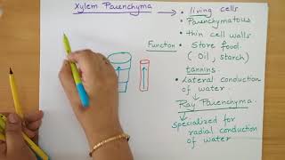 xylemfibresxylemparenchyma Xylem fibres and Xylem Parenchyma [upl. by Pricilla]