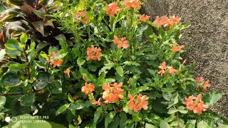 How To Grow And Care Crossandra  Aboli  Plant In The Terrace Garden [upl. by Berkow]