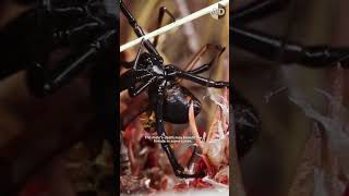 Black Widow Spiders To Kill or Not to Kill [upl. by Naehgem]