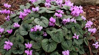 How to Grow Cyclamen [upl. by Zachariah]