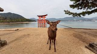 A Day Trip to Miyajima Island What to Expect [upl. by Eniamerej]