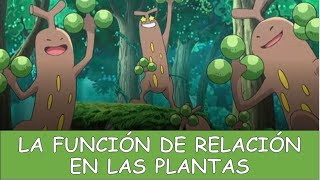 LA FUNCIÓN DE RELACIÓN EN LAS PLANTAS [upl. by Kwok]