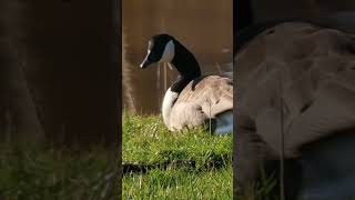 Canadian Goose nickname quotThe Hissing Cobra Chickenquot [upl. by Eidnil]