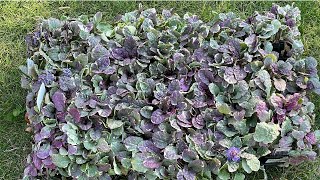 Ground Covers You Can Plant in Fall [upl. by Icats795]