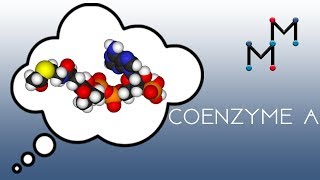 Coenzyme A Chemistry [upl. by Lalat]