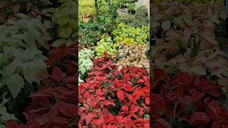 Poinsettia plants [upl. by Hotze407]