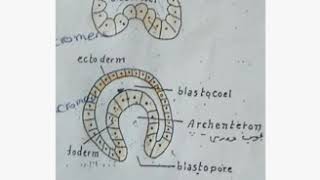 مراحل التطور الجنيني Gastrulation of Amphioxus [upl. by Ayaladnot9]