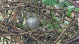 Cettis Warblers calling [upl. by Starla]