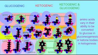 AMINO ACIDS IN GLUCONEOGENESIS AND KETOGENESIS [upl. by Rohclem415]