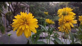 Rudbeckia goldquelle Cutleaf Coneflowergolden glow plant में खिलने वाला एक खूबसूरत फूल [upl. by Yelsiap]