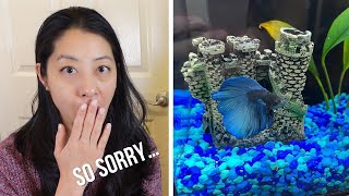 Everything Goes Wrong with Your First Betta Fish [upl. by Storm]