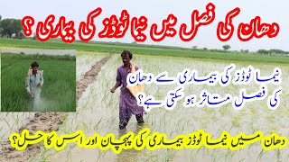 Nematodes disease and control of paddy crop  Nematode control in rice crop  kisan vlogs tv [upl. by Torr]