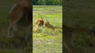 Alpaca vs Jaguar Wild Animals at Close Range Animal Combat Power Competition [upl. by Duthie]