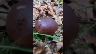 Porcino funghiporcini белыегрибы grzyby 2024 borowiki boletusedulis mushroom hribi грибы [upl. by Rramal]