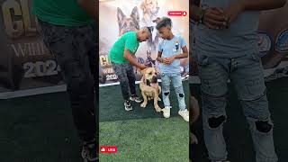 الجمعية المصرية EKF راوند كامل fypageシ dog pets mastiffdog doglover foryou viralvideo [upl. by Eeclehc]