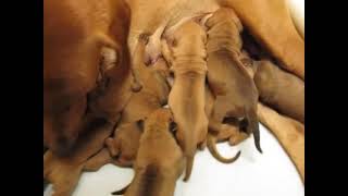 Rhodesian Ridgeback Puppies [upl. by Diaz202]