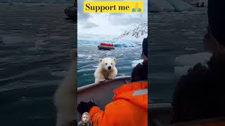 Polar Bear Rescues Baby Heartwarming Arctic Moment 🐻‍❄️quot OceanBehemoths polarbearrescue [upl. by Oiratno]