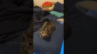 shortvideo cat mycatchannel funny yourcat catchannel funnycats petschannel pets yourpet [upl. by Yecam]