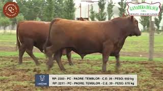 LARACHIDE  TOROS PC  RP 2203  2211 [upl. by Rahcir]