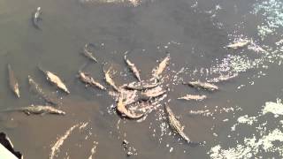 Biggest saltwater crocodile feeding on Costa Rica [upl. by Mitchael]