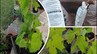 Planting Seedless Grape Roots in Pots HIMROD variety [upl. by Norabal]