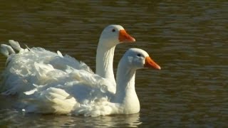 Raising Sebastopol Geese  Farm Raised Classics With P Allen Smith [upl. by Nemracledairam]