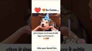 ❤️Sabse pyara happy birthdaypetlover dog doglover happybirthday [upl. by Anyg]